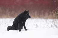 adult black_fur black_nose day eyes_open facing_side full_body image melanistic mouth_closed orange_eyes outdoors red_fox single sitting snow vulpes wild winter_coat // 5119x3412 // 1.6MB