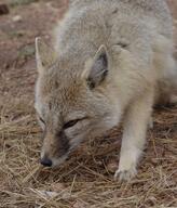 adult black_nose captivity close_up cloudy color day eyes_open facing_down facing_side gray_fur image mouth_closed orange_eyes partial_body photo single standing swift_fox tan_fur vulpes walking white_fur winter_coat zoo // 1750x2048 // 2.2MB