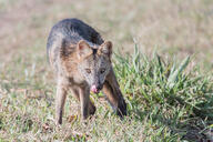 adult black_fur black_nose cerdocyon color crab-eating_fox day eyes_open facing_towards full_body gray_fur image indoors mlem mouth_open orange_eyes outdoors photo single standing tongue wild // 4732x3155 // 2.2MB