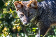 adult black_nose color darwin's_fox day eyes_open facing_towards forest gray_fur image lycalopex mouth_closed orange_eyes partial_body photo single standing sunny wild // 2048x1366 // 2.7MB