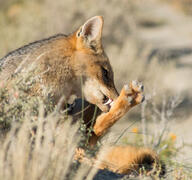 adult black_fur black_nose black_tail_tip culpeo_fox day eyes_open facing_towards full_body grass gray_fur grooming image lycalopex mouth_closed on_side orange_eyes outdoors pawpads red_fur single summer_coat sunny tan_fur wild // 4260x4000 // 8.2MB