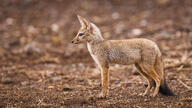 adult bengal_fox black_nose black_tail_tip color day desert eyes_open facing_side image mouth_closed outdoors photo single standing summer_coat tan_fur vulpes wild // 8192x4608 // 6.5MB