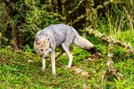 adult black_nose black_tail_tip blep day eyes_open facing_towards full_body grass gray_fur lycalopex mouth_closed orange_eyes pampas_fox red_fur single standing staring summer_coat sunny tongue wild // 1920x1282 // 5.1MB