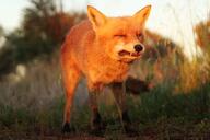 adult black_nose color eyes_open facing_towards full_body funny grass image mouth_open no_muzzle_mark orange_eyes outdoors photo red_fox red_fur single standing sunny teeth twilight vulpes wild // 2048x1367 // 313KB