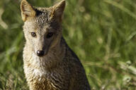 adult black_nose cerdocyon color crab-eating_fox day eyes_open facing_towards grass gray_fur image mouth_closed orange_eyes outdoors partial_body photo portrait single sitting tan_fur wild // 5079x3386 // 1.4MB