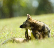 adult black_nose color day facing_side full_body gray_fur hoary_fox image lycalopex mouth_closed outdoors photo scratching single sitting tan_fur wild // 2048x1826 // 447KB