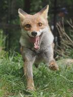 adult black_nose captivity day eyes_open facing_towards full_body grass image mouth_open no_muzzle_mark orange_eyes red_fox red_fur running single teeth tongue vulpes white_fur zoo // 2794x3726 // 1.3MB