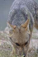 adult black_nose black_tail_tip color day eyes_open facing_down grass gray_fur image lycalopex mouth_closed orange_eyes pampas_fox partial_body photo red_fur single sniffing standing staring summer_coat sunny wild // 1365x2047 // 506KB