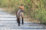 adult black_nose color day eyes_open facing_side facing_towards full_body grass image mouth_open muzzle_mark orange_eyes panting photo red_fox red_fur running single standing summer_coat sunny teeth tongue vulpes white_fur white_tail_tip wild // 1599x1066 // 509KB