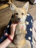 brown_fur brown_nose color day eyes_open facing_towards facing_up full_body image indoors mouth_closed on_back orange_eyes pet petting photo red_fox red_fur single staring summer_coat vulpes white_fur young // 1620x2160 // 1.3MB