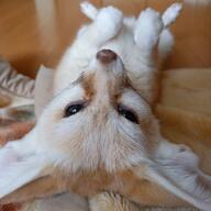 adult day eyes_open fennec_fox image photo single tagme tan_fur vulpes // 1024x1024 // 115KB