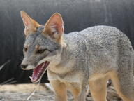 adult black_nose color day eyes_open facing_towards gray_fur image lycalopex mouth_open orange_eyes outdoors panting partial_body photo sechuran_fox single standing sunny teeth tongue white_fur wild // 2048x1536 // 1.6MB