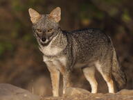 adult black_nose black_tail_tip color day eyes_open facing_towards full_body gray_fur image lycalopex mouth_closed orange_eyes outdoors photo sechuran_fox single standing sunny white_fur wild // 5184x3888 // 7.1MB