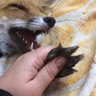 adult black_nose close_up day eyes_open facing_side facing_towards head_tilted image indoors mouth_open muzzle_mark Nixie on_side orange_eyes partial_body pawpads pet petting playing red_fox red_fur single summer_coat teeth tongue vulpes white_fur // 1080x1080 // 119KB