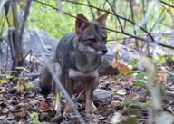 adult black_nose black_tail_tip color day eyes_open facing_towards forest full_body gray_fur image lycalopex mouth_closed orange_eyes outdoors photo sechuran_fox single squatting standing sunny white_fur wild // 1200x857 // 320KB