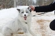 adult black_nose day eyes_open facing_towards full_body gray_fur image mouth_open no_muzzle_mark orange_eyes outdoors panting pet red_fox single sitting snow sunny tongue vulpes white_fur winter_coat // 2560x1696 // 1.2MB