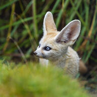 black_nose captivity color day eyes_open fennec_fox grass image mouth_closed outdoors partial_body photo single sunny tan_fur vulpes young // 3331x3331 // 8.7MB