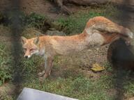 adult black_nose captivity cloudy day eyes_open facing_towards full_body image mouth_closed orange_eyes outdoors red_fox red_fur shedding single standing_biped stretching vulpes white_fur white_tail_tip // 4000x3000 // 2.0MB