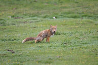 adult black_nose cloudy color day eyes_open facing_towards full_body grass gray_fur holding_something image mouth_open orange_eyes photo prey single squatting staring summer_coat tan_fur tibetan_fox vulpes white_fur wild // 2048x1367 // 736KB