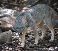 adult black_nose black_tail_tip color day eyes_open facing_towards forest full_body gray_fur image lycalopex mouth_closed orange_eyes outdoors photo sechuran_fox single standing sunny white_fur wild // 1440x1273 // 507KB