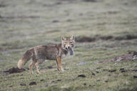 adult black_nose cloudy color day eyes_open facing_towards full_body grass gray_fur holding_something image mountains mouth_open orange_eyes photo prey raining single standing staring tan_fur tibetan_fox vulpes wet_fur white_fur white_tail_tip wild winter_coat // 1560x1040 // 1.3MB