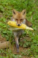 adult black_nose captivity cloudy day eating eyes_open facing_towards full_body grass holding_something image mouth_open no_muzzle_mark orange_eyes red_fox red_fur single standing summer_coat vulpes walking white_fur zoo // 2731x4096 // 1.7MB