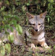 adult black_nose color day eyes_open facing_towards forest full_body gray_fur image lycalopex mouth_closed orange_eyes outdoors photo sechuran_fox single standing sunny white_fur wild // 1076x1082 // 559KB