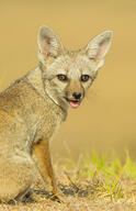 adult bengal_fox black_nose color day desert eyes_open facing_towards image mouth_closed outdoors photo single sitting summer_coat tan_fur vulpes wild // 1512x2335 // 1.4MB