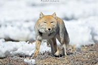 adult black_nose color day eyes_open facing_towards full_body gray_fur image mouth_closed orange_eyes outdoors photo single snow standing sunny tan_fur tibetan_fox vulpes wild // 2047x1365 // 540KB