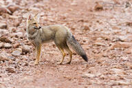 adult black_nose black_tail_tip color day desert eyes_open facing_side facing_towards full_body gray_fur image lycalopex mouth_closed orange_eyes pampas_fox photo red_fur single standing staring summer_coat sunny wild // 1200x800 // 436KB