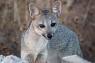 adult black_nose color day eyes_open facing_towards grass gray_fur hoary_fox image lycalopex mouth_closed orange_eyes outdoors partial_body photo single standing tan_fur wild // 5184x3456 // 3.7MB