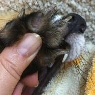 adult black_nose close_up day facing_towards image indoors macro mouth_open muzzle_mark Nixie on_side pawpads pet petting playing red_fox red_fur single summer_coat teeth tongue vulpes white_fur // 1080x1080 // 102KB