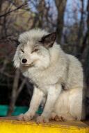 adult black_nose captivity color day eyes_open facing_towards image mouth_closed no_muzzle_mark orange_eyes photo platinum_fox Purachina red_fox single sitting vulpes white_fur zoo // 2730x4096 // 1.5MB