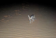 adult black_nose color desert eyes_open facing_towards full_body image mouth_closed night orange_eyes photo ruppell's_fox single standing summer_coat tan_fur vulpes walking white_tail_tip wild // 3872x2592 // 4.0MB