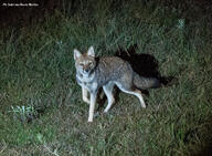 adult black_nose color eyes_open facing_towards full_body grass gray_fur hoary_fox image lycalopex mouth_closed night orange_eyes outdoors photo single standing tan_fur wild // 1848x1359 // 1.3MB