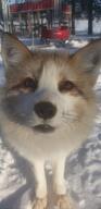 adult black_nose captivity close_up day eyes_open facing_towards image mouth_closed no_muzzle_mark orange_eyes outdoors red_fox red_fur single snow standing still sunny vulpes white_fur white_tail_tip winter_coat // 990x2048 // 126KB