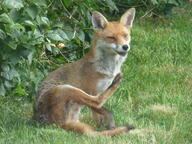 adult black_nose black_tail_tip color day eyes_open facing_towards full_body grass image mouth_open no_muzzle_mark orange_eyes outdoors photo red_fox red_fur scratching single sitting snowing summer_coat vulpes wild // 4608x3456 // 6.4MB