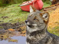 adult black_nose color darwin's_fox day eyes_open facing_side grass gray_fur image lycalopex mouth_closed orange_eyes outdoors partial_body photo portrait red_fur single standing sunny wild // 1600x1200 // 491KB