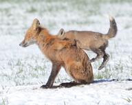 adult black_nose color day eyes_closed facing_side full_body grass image jumping mouth_closed multiple muzzle_mark orange_eyes photo playing red_fox red_fur shedding sitting snow sunny teeth vulpes white_tail_tip wild young // 1806x1445 // 515KB