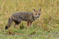 adult black_nose black_tail_tip color day eyes_open facing_towards full_body grass gray_fur image lycalopex mouth_closed orange_eyes pampas_fox photo red_fur single standing staring summer_coat sunny wild // 4918x3279 // 2.0MB