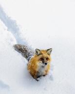 adult black_nose day eyes_open facing_towards facing_up full_body image large_muzzle_mark mouth_closed orange_eyes red_fox red_fur single sitting snow sunny vulpes white_fur white_tail_tip wild winter_coat // 1080x1350 // 178KB