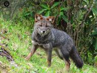 adult black_nose color darwin's_fox day eyes_open facing_towards full_body grass gray_fur image lycalopex mouth_closed orange_eyes photo single standing wild // 2048x1536 // 5.6MB