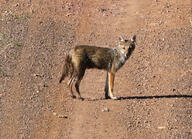 adult black_nose black_tail_tip color day desert eyes_open facing_towards full_body gray_fur image lycalopex mouth_closed orange_eyes pampas_fox photo red_fur single standing staring summer_coat sunny wild // 1084x783 // 997KB