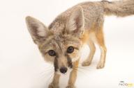 adult day eyes_open image kit_fox large_muzzle_mark photo single vulpes // 6144x4089 // 1.5MB