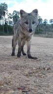 adult black_eyes black_nose black_tail_tip cerdocyon cloudy color crab-eating_fox day eyes_open full_body image mouth_closed outdoors photo single standing staring tan_fur wild // 2322x4128 // 1.6MB