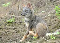 adult black_nose color day eyes_open facing_towards full_body gray_fur image lycalopex mouth_closed orange_eyes outdoors photo sechuran_fox single sitting sunny white_fur wild // 3072x2194 // 1.4MB