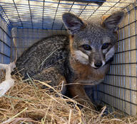 adult black_nose color day eyes_open F257 facing_towards full_body grass gray_fur image island_fox mouth_closed orange_eyes outdoors photo single sitting sunny urocyon wild // 600x547 // 128KB