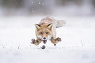 adult black_nose day eyes_open full_body funny image jumping mouth_open multiple_species no_muzzle_mark orange_eyes outdoors pouncing prey red_fox red_fur snow snowing sunny teeth tongue vulpes white_fur wild // 3200x2134 // 487KB