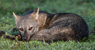 adult black_nose cerdocyon color crab-eating_fox curled day eyes_open facing_towards full_body grass image mouth_closed on_stomach orange_eyes outdoors pawpads photo single sunny wild // 5091x2689 // 4.2MB