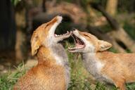 adult black_nose captivity day eyes_closed image mouth_open multiple no_muzzle_mark orange_eyes outdoors partial_body red_fox red_fur screaming summer_coat sunny teeth tongue vulpes white_fur white_tail_tip zoo // 2048x1365 // 401KB